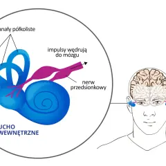 Schemat ucha wewnętrznego i jego połączenia z mózgiem.